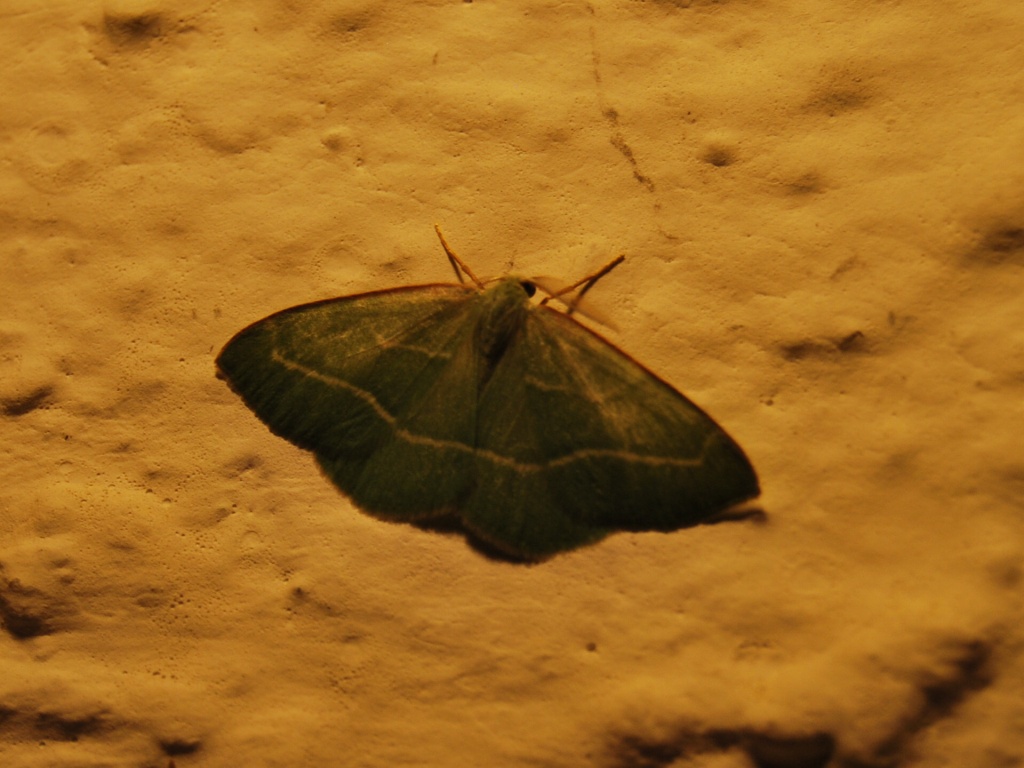 Geometride verde.